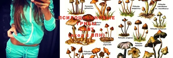 ПСИЛОЦИБИНОВЫЕ ГРИБЫ Алексин